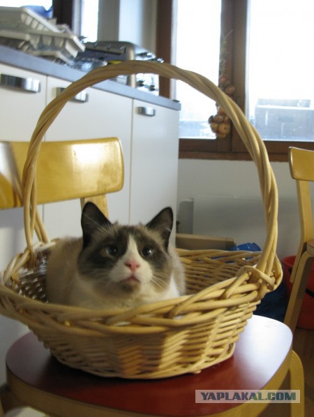 Котовторник   17.12.2013
