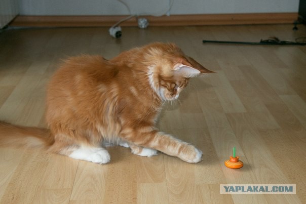 Котовторник   15.04.2014
