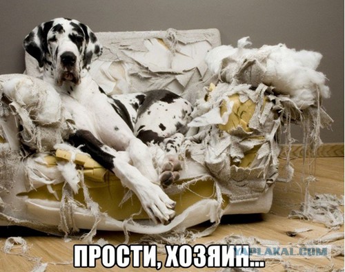 Слава диванам!