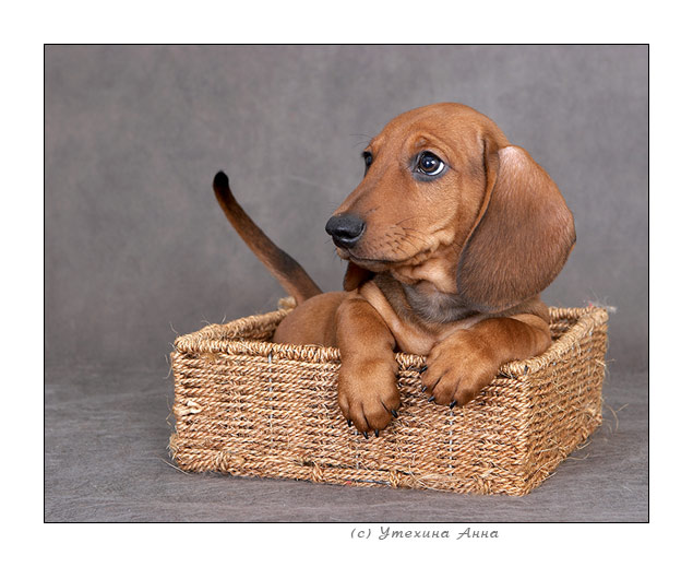 СОБАКИ и ЩЕНКИ. Все про собак!