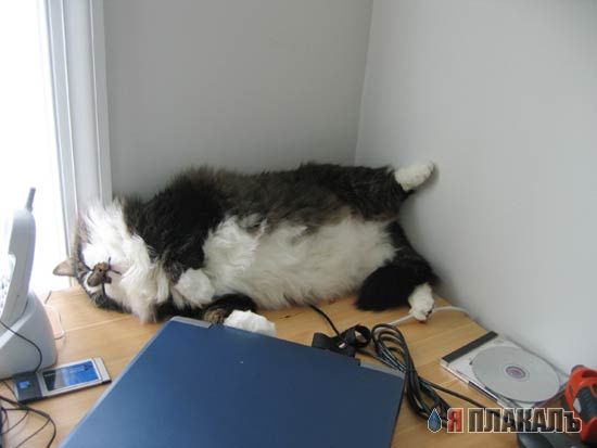 Коты, кошки, котята
