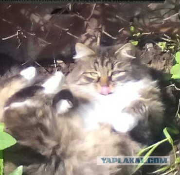 Котовторник 07.06.2016