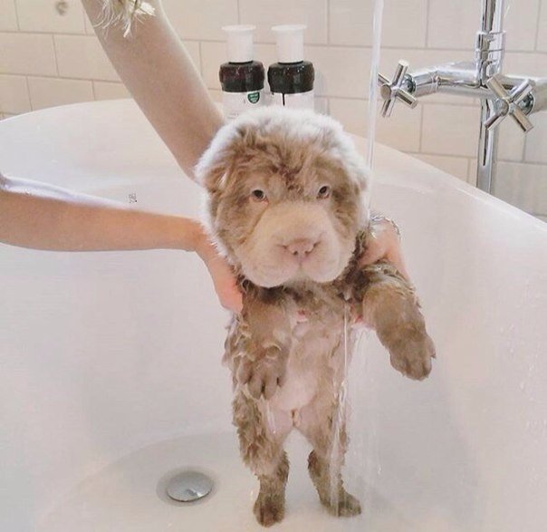 Мохнатые беспредельщики