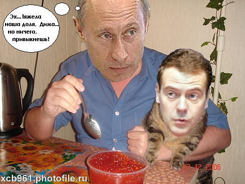 Фотожаба: Правильное питание для кота
