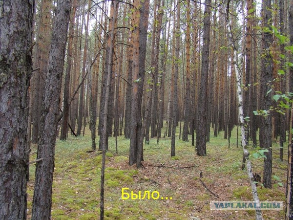 Можно ли жарить шашлыки в Красноярске?