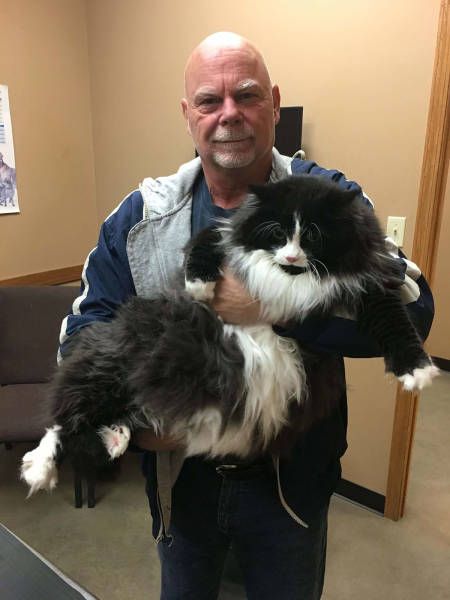 Коты и Кошки