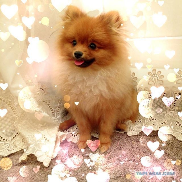 8 исчезнувших пород собак, которых не осталось даже на фотографиях