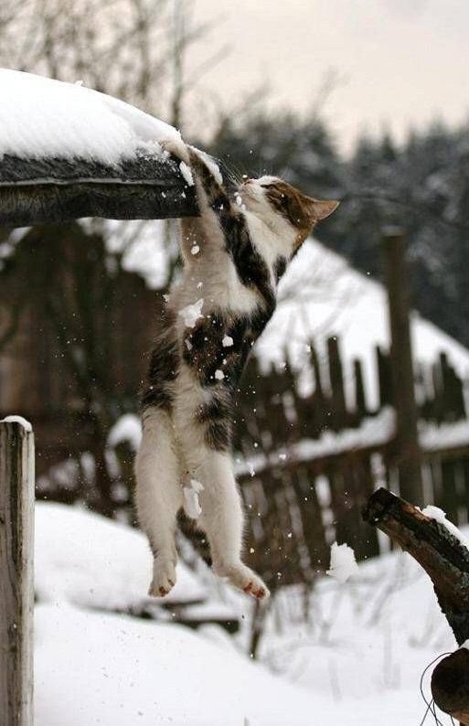 Прикольные коты на среду! ОЧЕНЬ МНОГО! Часть 2