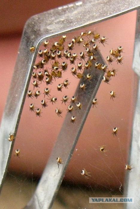 Пауки