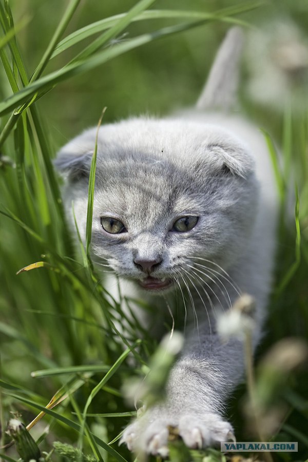 Котовторник на 22 июня