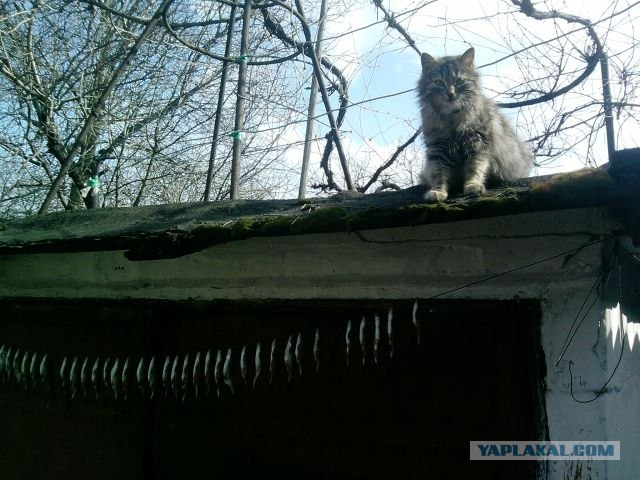 Котовторник стартует