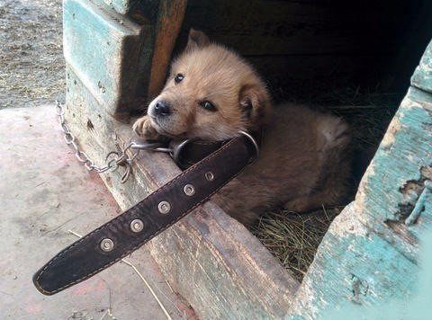 Милые животные. Мимиметр сломался