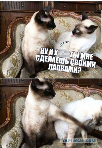 Мамба. Как я повёлся...