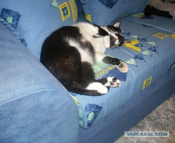 Котовторник  14.08.2012.