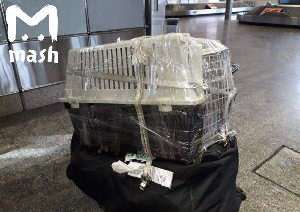 «Аэрофлот» сломал клетку для перевозки животных во время рейса, замотал её СКОТЧЕМ и отправил дальше