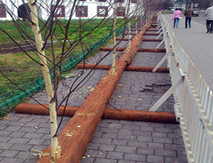 В Красноярске к УниверсиАДе высаживают деревья