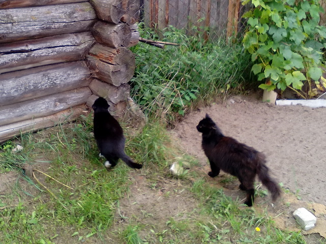 Котовторник 19.03.2019