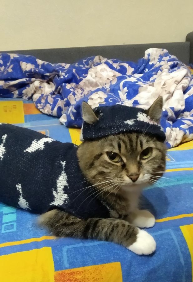 Котовторник *новогодний* 31/12/2019