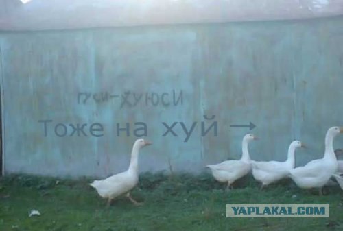Школьникам на ЯПлакалъ