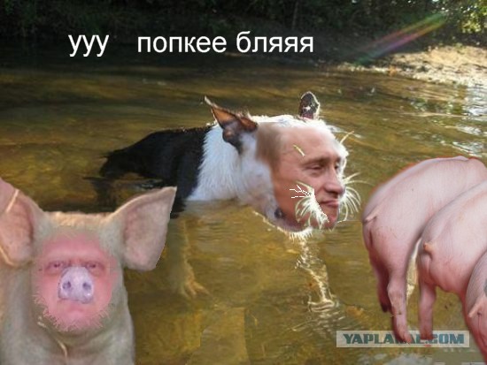 Хозяин, ты что?
