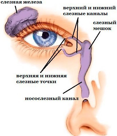 Без намоpдника? Ходи голoдный!