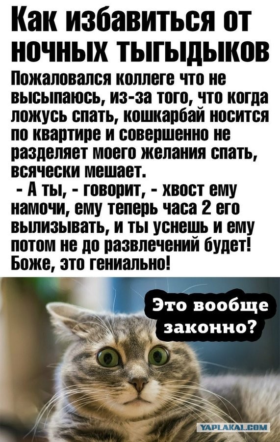 Как наказать эту усатую морду?