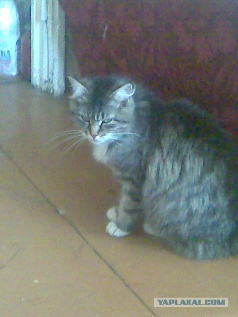 Котовторник 16.04.2013