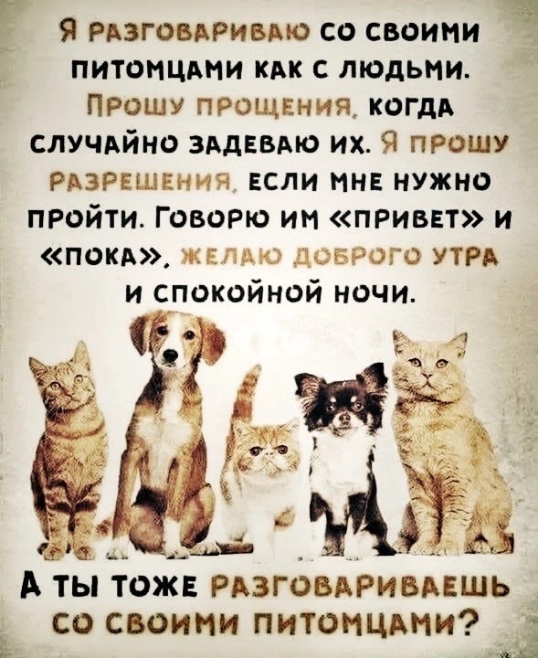Котовторник в картинках