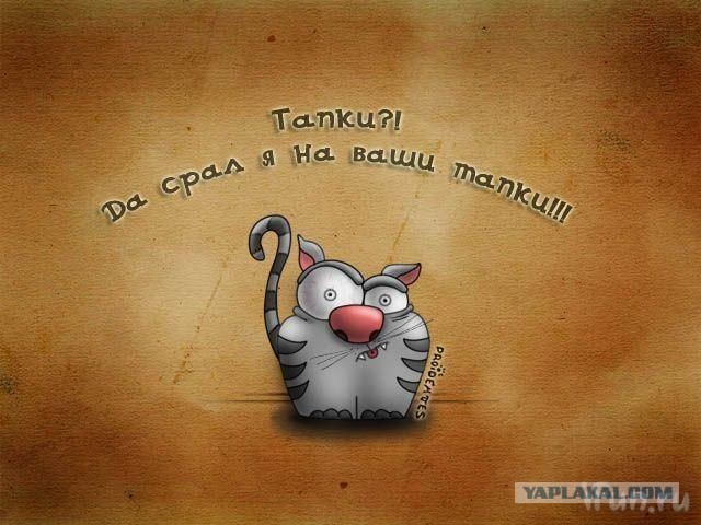 Подарок другу на ДР. Переносилка для котов