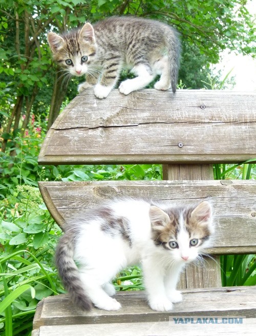 Котовторник 9.07.2013