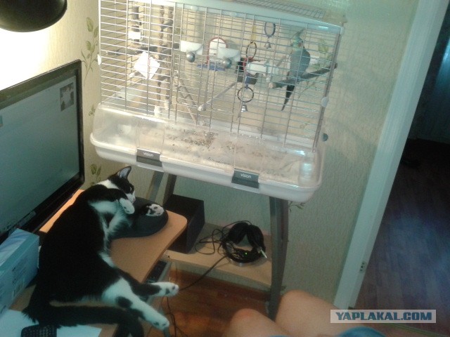 Котовторник 9.07.2013