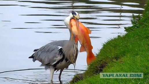 Галя, у нас отмена..