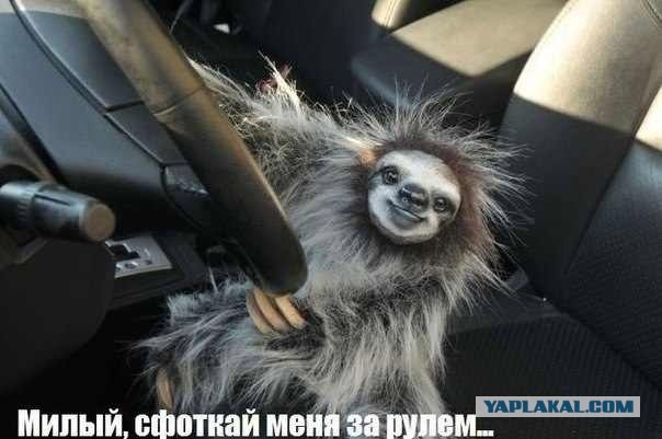 Овца на дороге