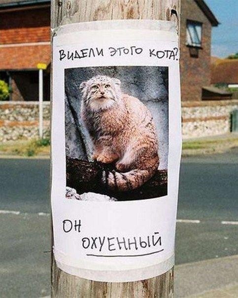 Картинки для деградации 161 (разной степени свежести)