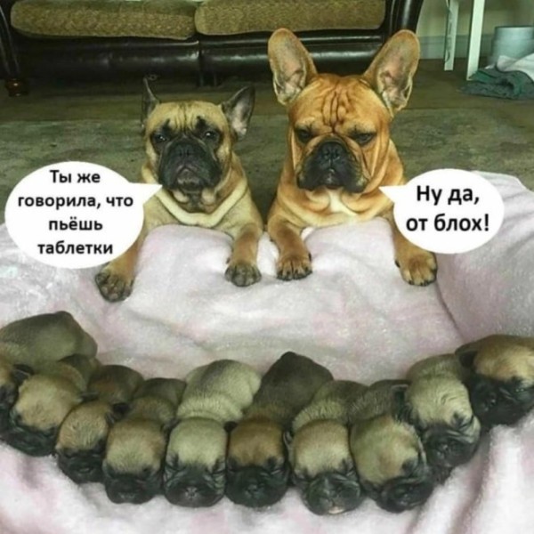Картинки для деградации 210 (разной степени свежести)