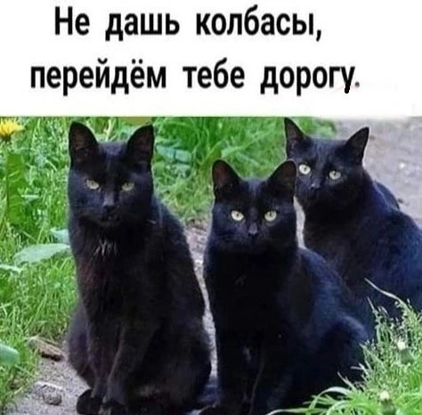 К котовторнику: подборка картинок-баянов с котиками и про котиков. Выпуск 42.