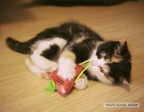 Спасение кошки и 4 котят