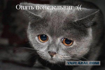 Когда вы плюсуeтe тему в платине