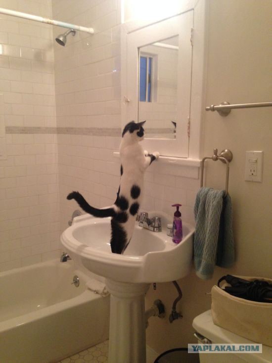 Смешные картинки из соц. сетей.