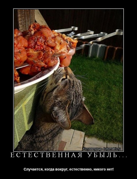 Немного братьев наших меньших! ЧЕТВЕРГ
