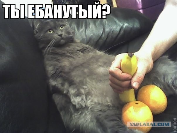 Известные котомемы.