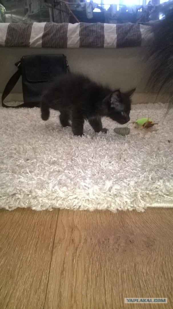 Котовторник 16.02.16