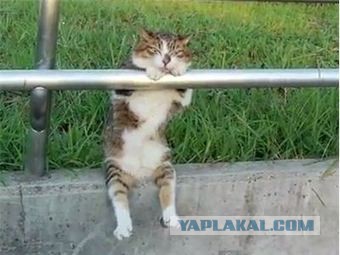 Кот с очень необычной способностью.