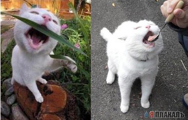 Коты, кошки, котята