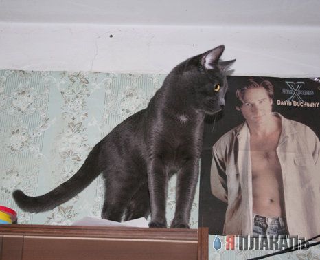 Котовторник!