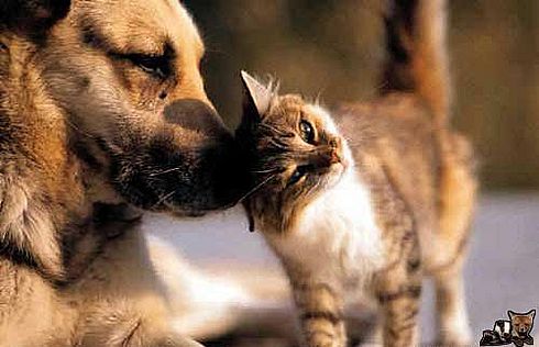 Любовь - морковь