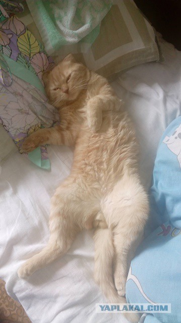 Ваши фотки котов на телефон