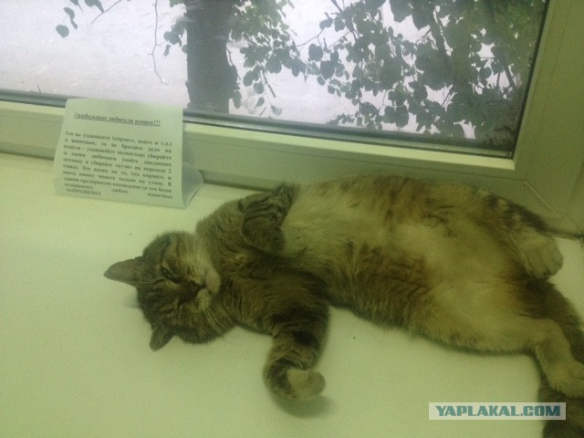 Котовторник 05.07.16