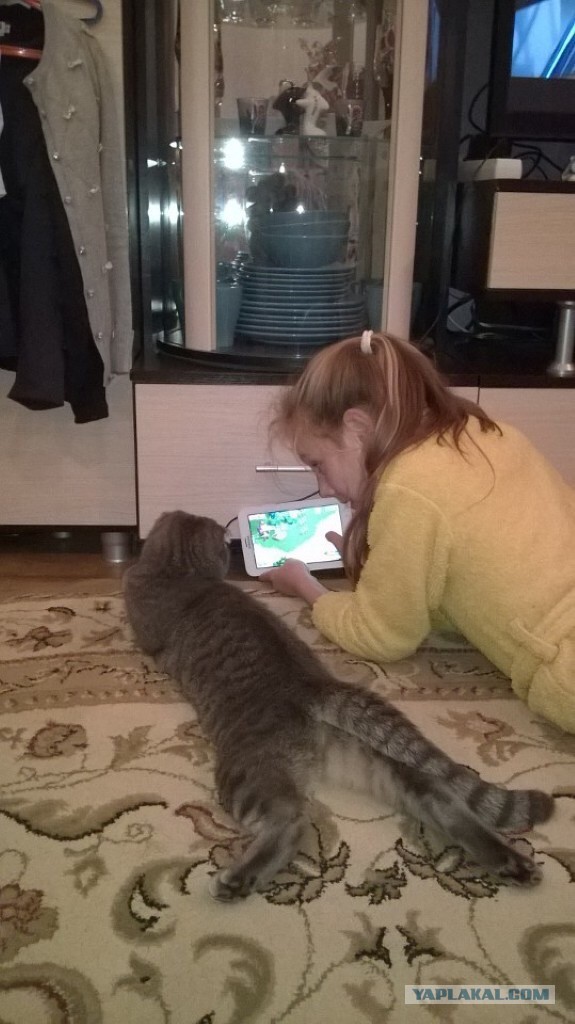 Котовторник 22.11.2016