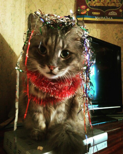 Коты из сети
